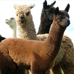 Creswick Wool Mill alpacas